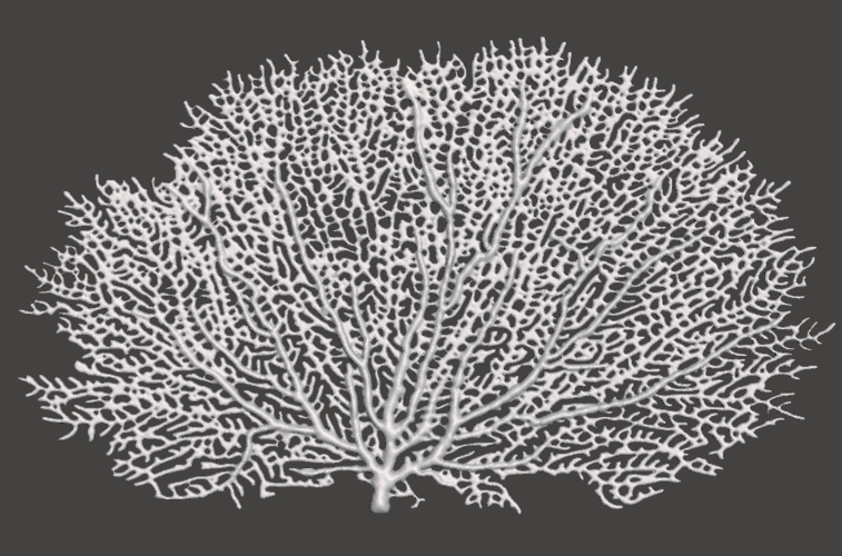 Seafan Coral 3D Print 259501