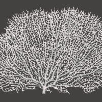 Seafan Coral - Thumbnail 4