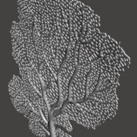 Seafan Coral - Thumbnail 3