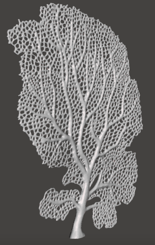 Seafan Coral 3D Print 259510