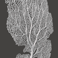 Seafan Coral - Thumbnail 4