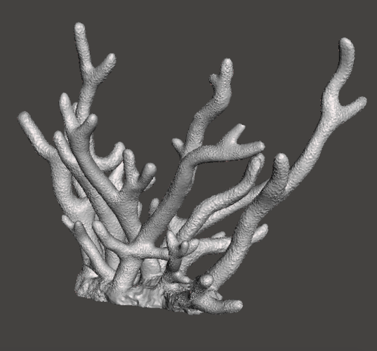 Staghorn Coral 3D Print 259511