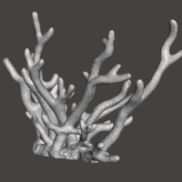 Staghorn Coral - Thumbnail 1