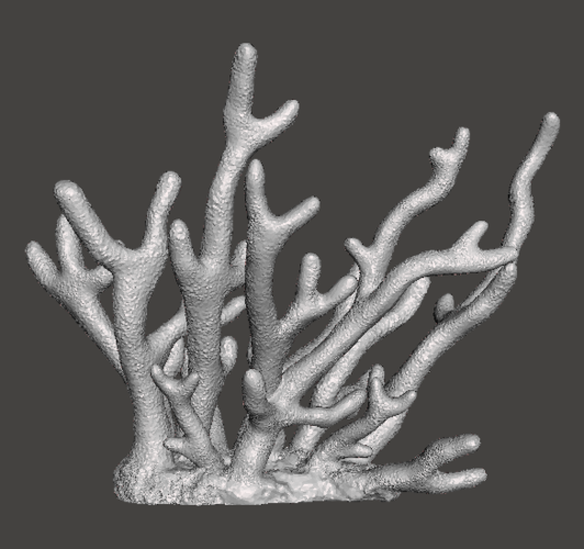 Staghorn Coral 3D Print 259512