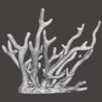 Staghorn Coral - Thumbnail 2