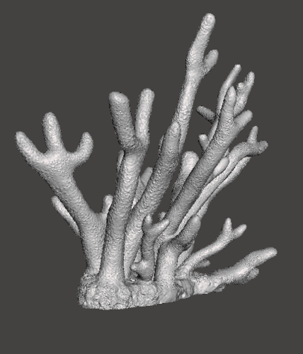 Staghorn Coral 3D Print 259513
