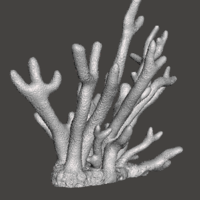 Staghorn Coral - Thumbnail 3