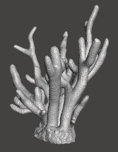 Staghorn Coral 3D Print 259514