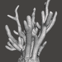 Staghorn Coral - Thumbnail 4