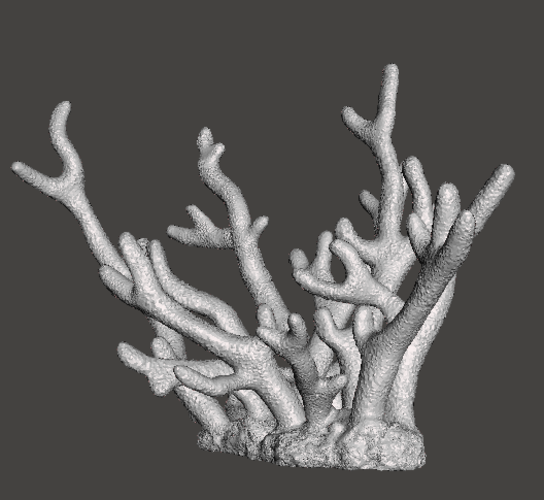 Staghorn Coral 3D Print 259515