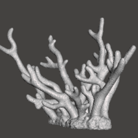 Staghorn Coral - Thumbnail 5