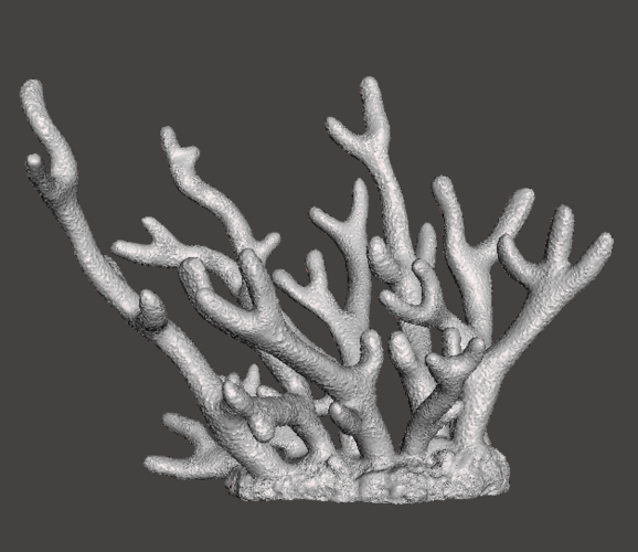 Staghorn Coral 3D Print 259516
