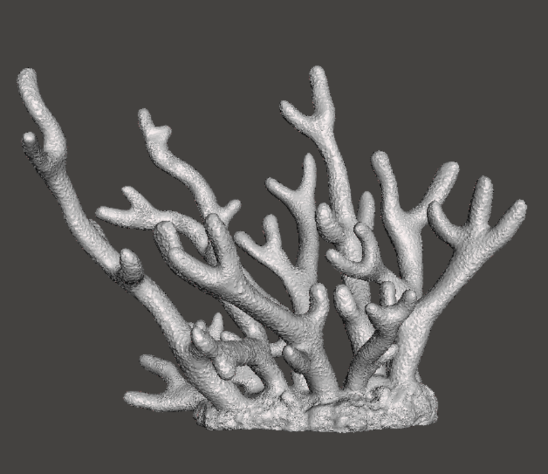 Staghorn Coral