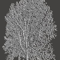 Yellow Seafan Coral - Thumbnail 2