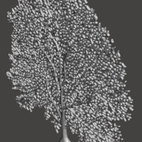 Yellow Seafan Coral - Thumbnail 3