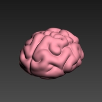 Small Brain 3D Printing 262704