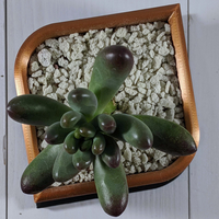 Teardrop Planter - Thumbnail 1