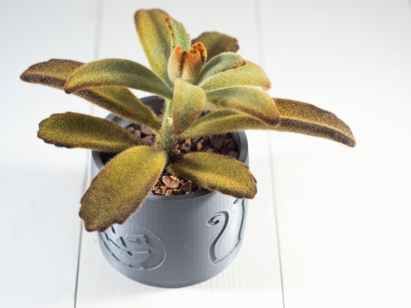 2019 Halloween Succulent Planter