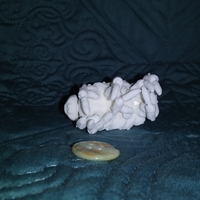 The Articulated Predominant Isopod - Thumbnail 9