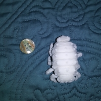The Articulated Predominant Isopod - Thumbnail 11