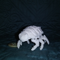 The Articulated Predominant Isopod - Thumbnail 15