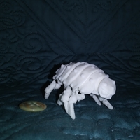 The Articulated Predominant Isopod - Thumbnail 16