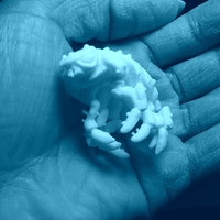The Articulated Predominant Isopod - Thumbnail 19