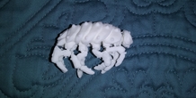 Image 263879