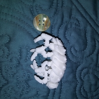 The Articulated Predominant Isopod - Thumbnail 21