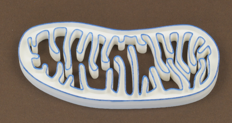 Mitochondria 3D Print 265832