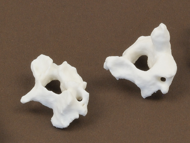 Human cervical vertebrae 3D Print 265839