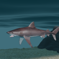 Tigershark - Thumbnail 2