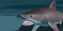 Image 266459
