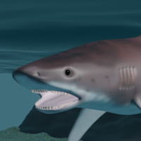 Tigershark - Thumbnail 3