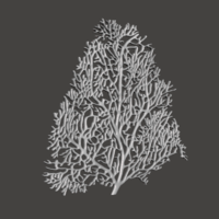 Seafan Coral2 - Thumbnail 4