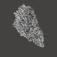 Seafan Coral2 - Thumbnail 5