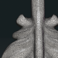 Bird Feather - Thumbnail 13