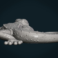 Gecko - Thumbnail 12