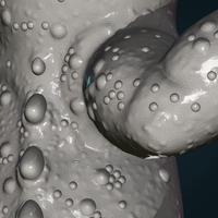 Gecko - Thumbnail 13