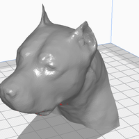 American staffordshire terrier - Thumbnail 3