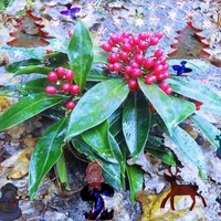 Christmas Card - Thumbnail 3