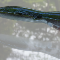 X-Plode Tuna Popper - Thumbnail 7