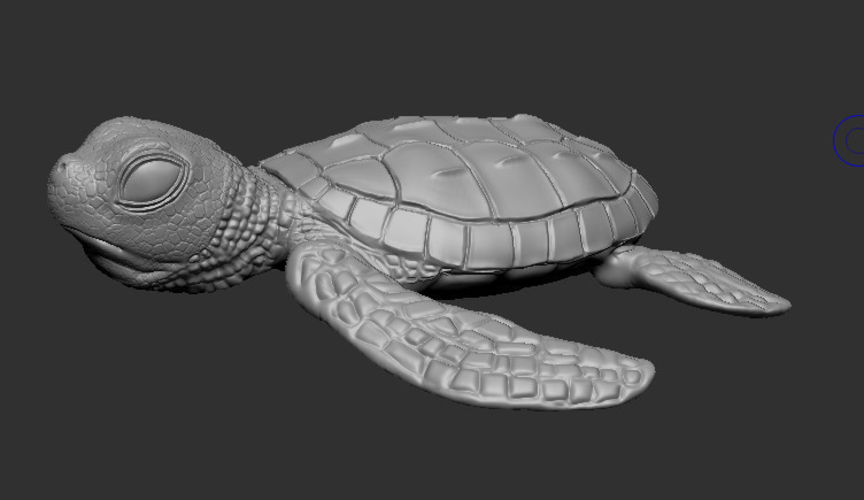 Baby Turtle 3D Print 284913