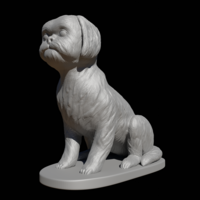 Seated Shih Tzu  - Thumbnail 6