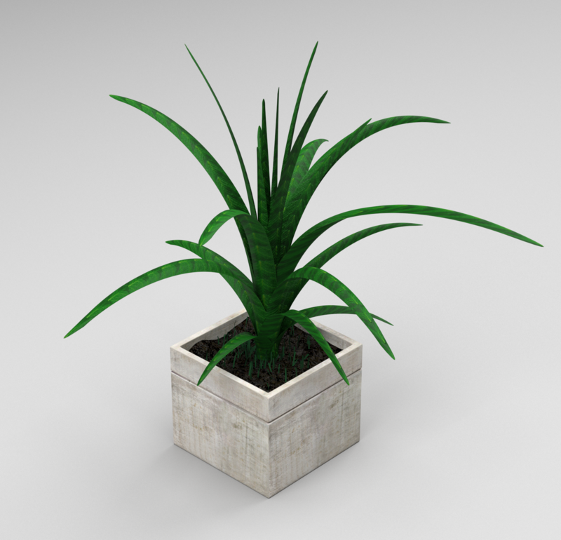 Plant in the flowerbed