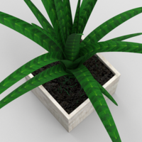 Plant in the flowerbed - Thumbnail 3