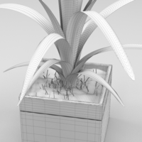 Plant in the flowerbed - Thumbnail 4