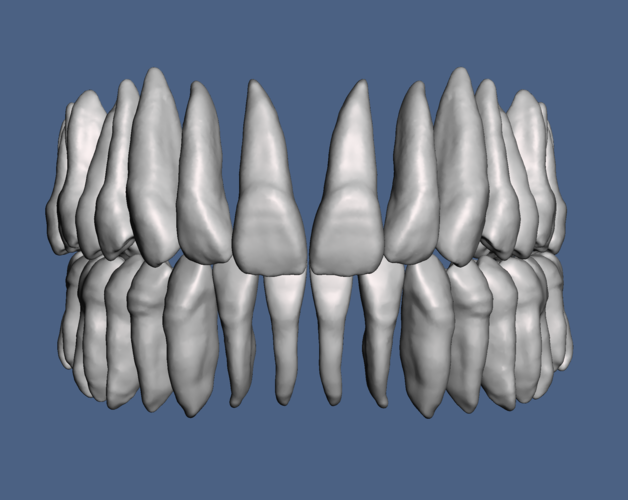 Natural human teeth anatomy maxillary and mandibular