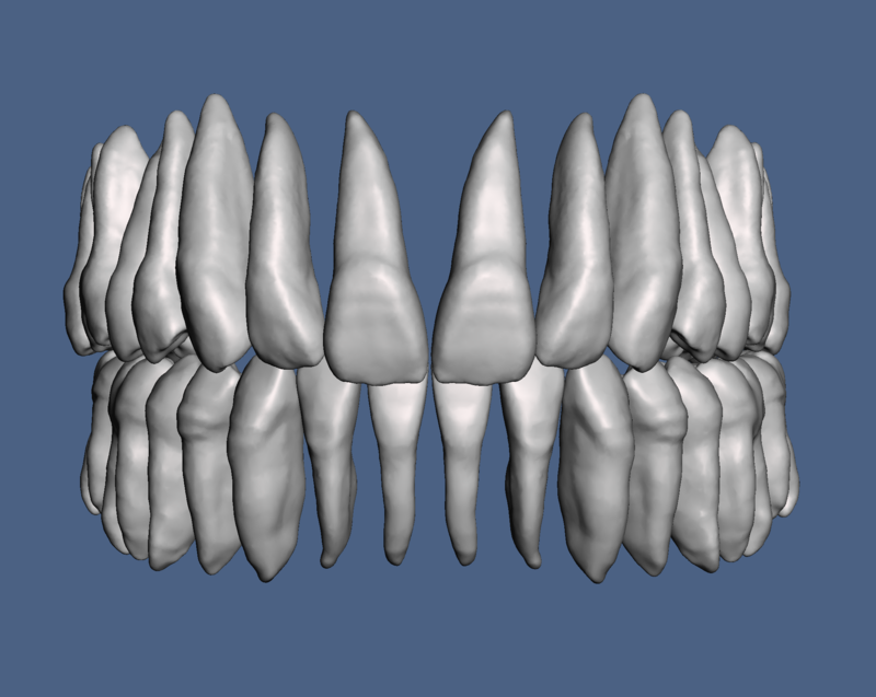 Natural human teeth anatomy maxillary and mandibular 