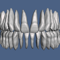 Small Natural human teeth anatomy maxillary and mandibular  3D Printing 287148